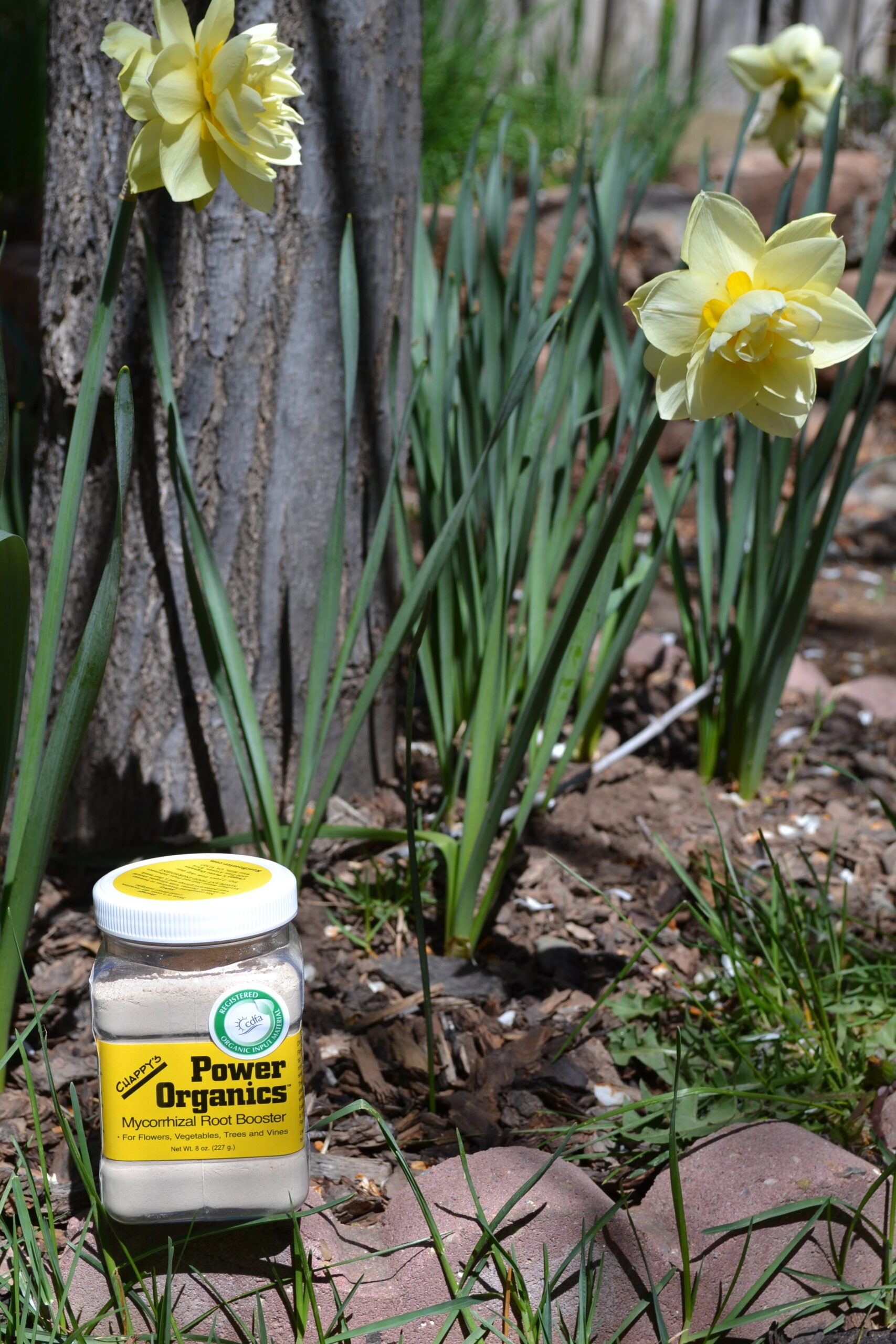 Chappy's Powder Organic Root Booter in the garden