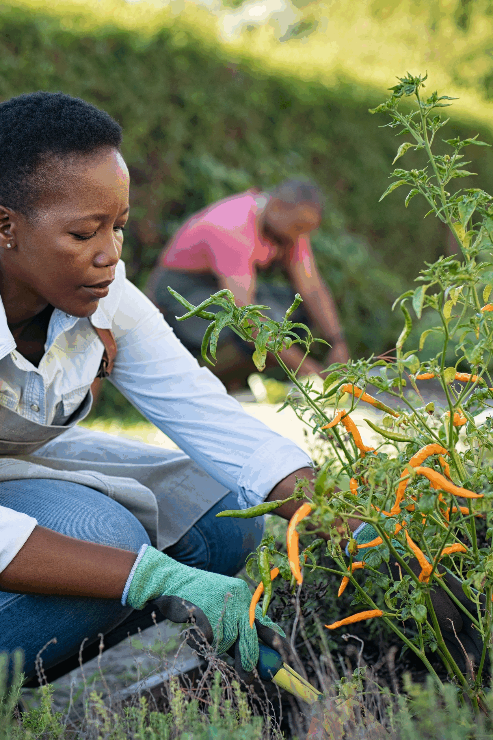African American woman picking vegetables from garden