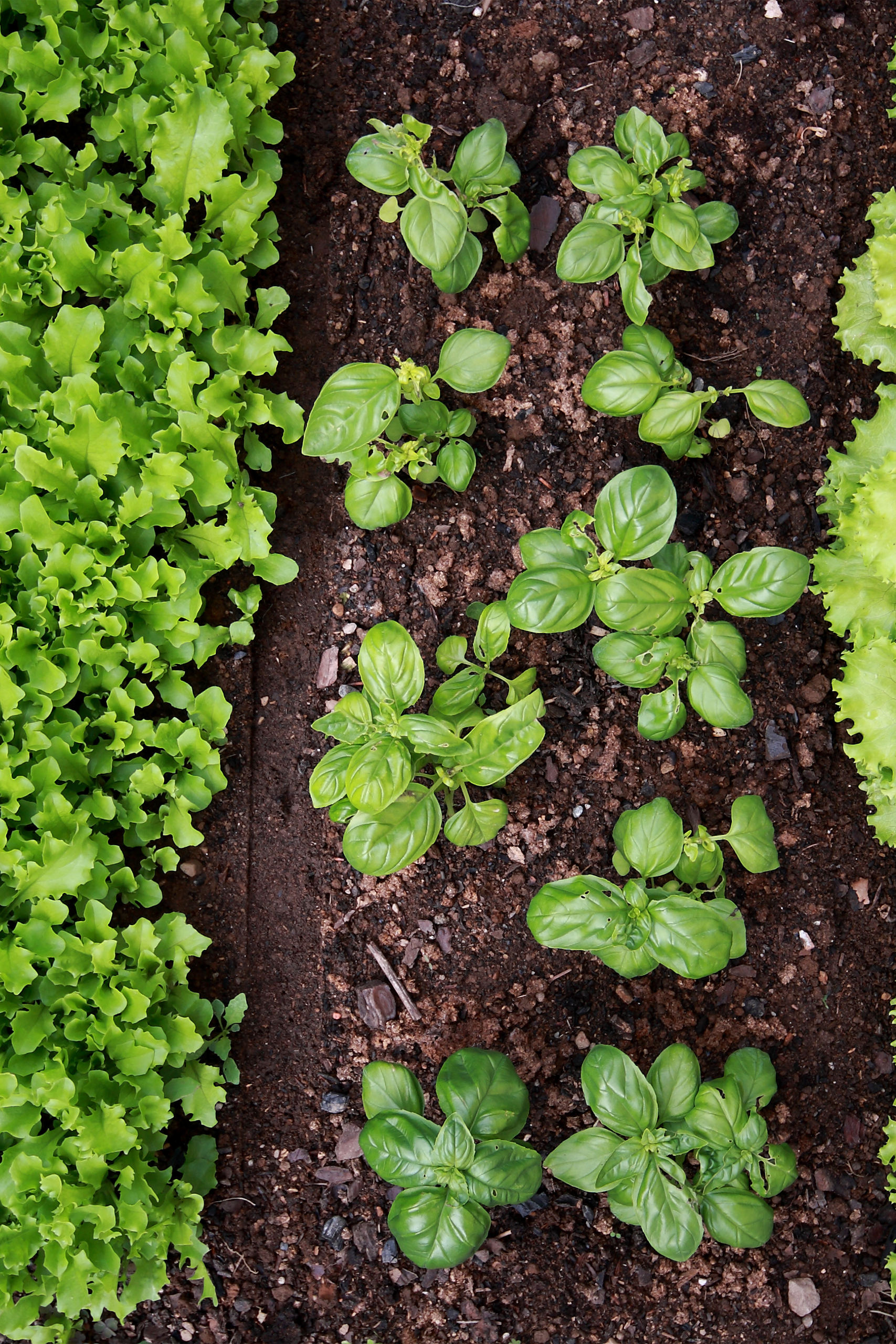 vegetable garden